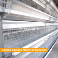 Spezielle Design Pullet Cage für Schicht Pullet Raising Equipment